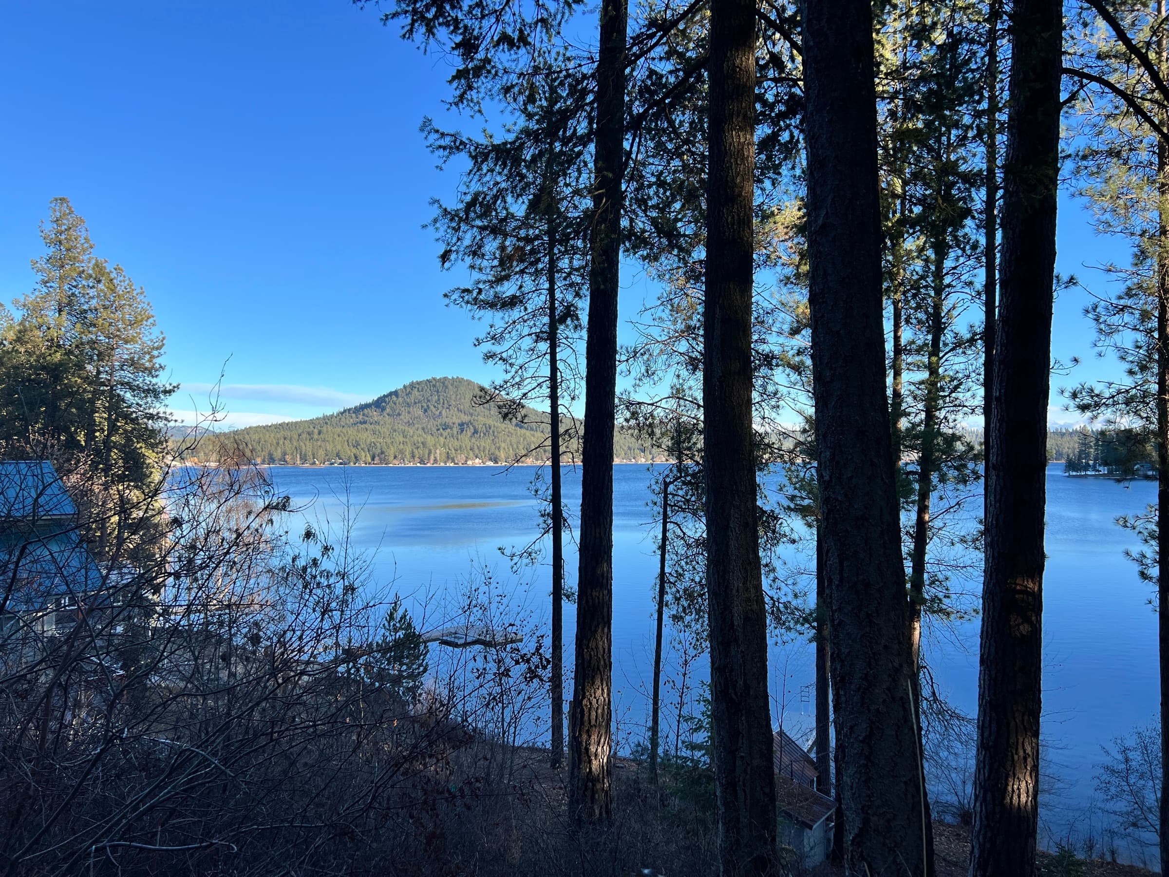 A calm blue lake seen through tall evergreen pines, with a forested hill rising across the water under a clear sky